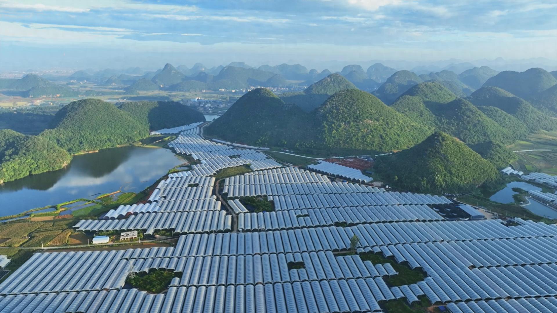 云南成全球蓝莓产业高地，这家中国公司发展迅猛