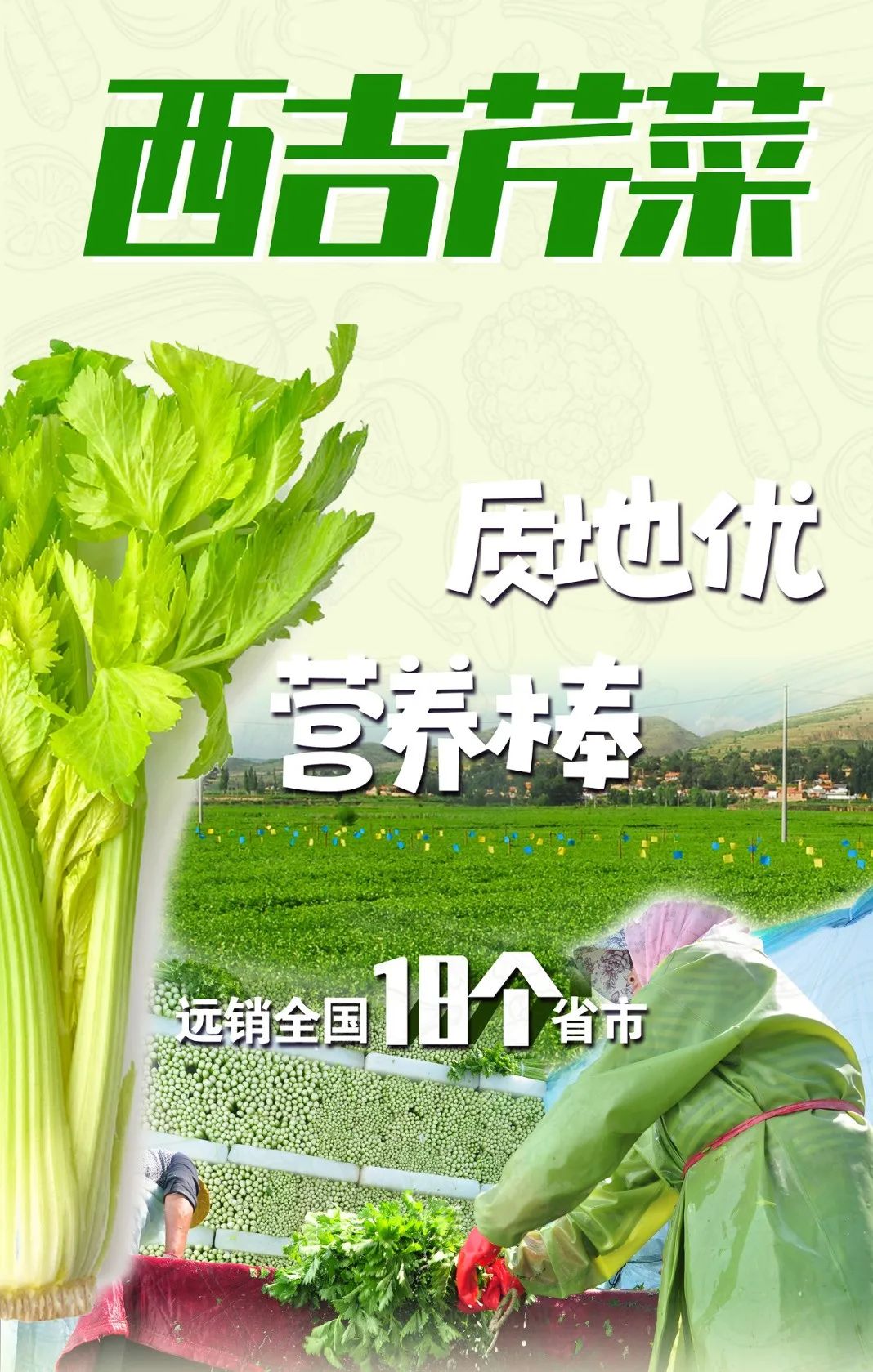 芹菜叶的营养价值_无公害农产品产地认证_西吉芹菜种植优势