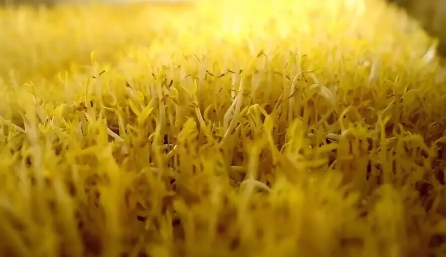 手工豆芽制作方法_豆芽加工创业_10万元投资什么农产品可以有利润