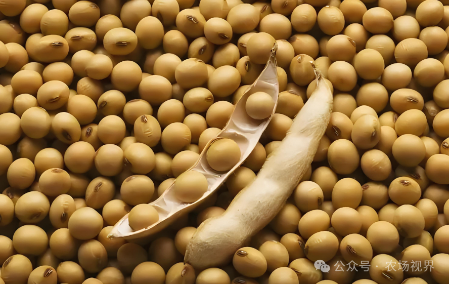 手工豆芽制作方法_豆芽加工创业_10万元投资什么农产品可以有利润