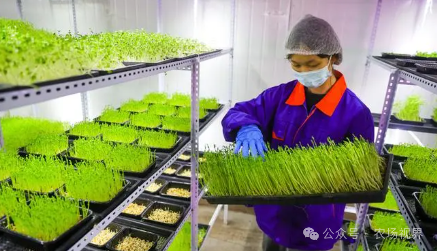 10万元投资什么农产品可以有利润_豆芽加工创业_手工豆芽制作方法