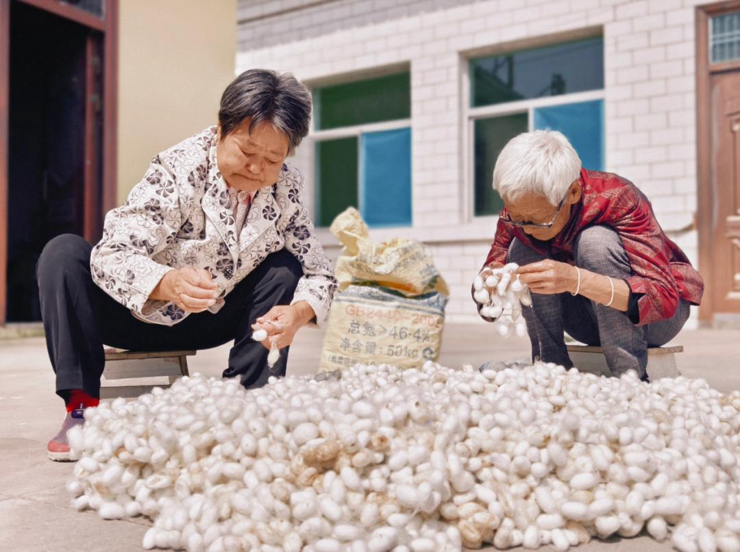 吴堡青梨产业振兴_陕北有哪些可以深加工的农产品_柳青故里农业发展
