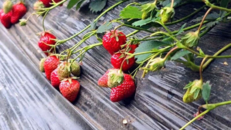 什么叫特色农产品？五一安图县新鲜果蔬山野菜大量上市