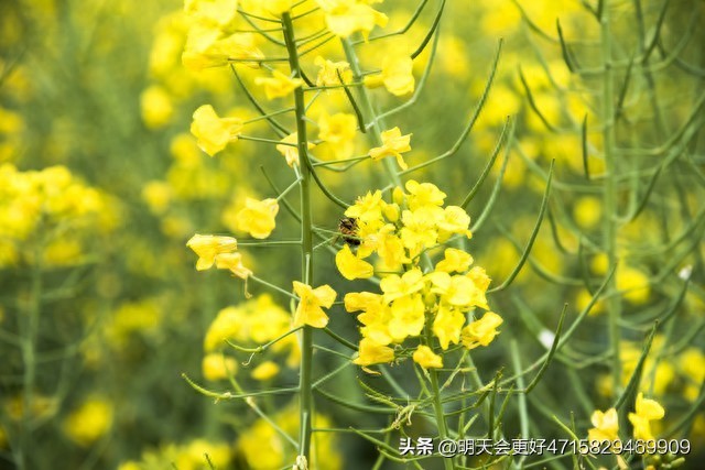 现货农产品代理_菜籽油价格走势_菜籽进口到港量