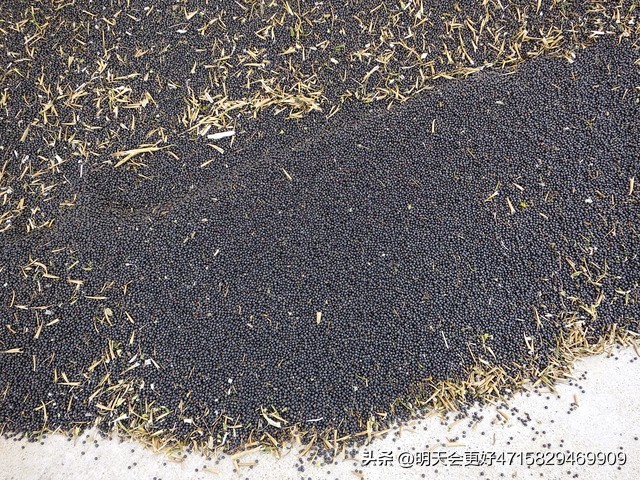 菜籽进口到港量_菜籽油价格走势_现货农产品代理