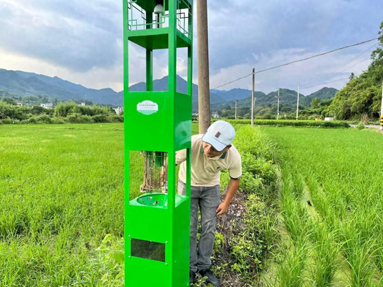 绿色农产品公司如何用科技守护茶园？太阳能诱捕器降本增效