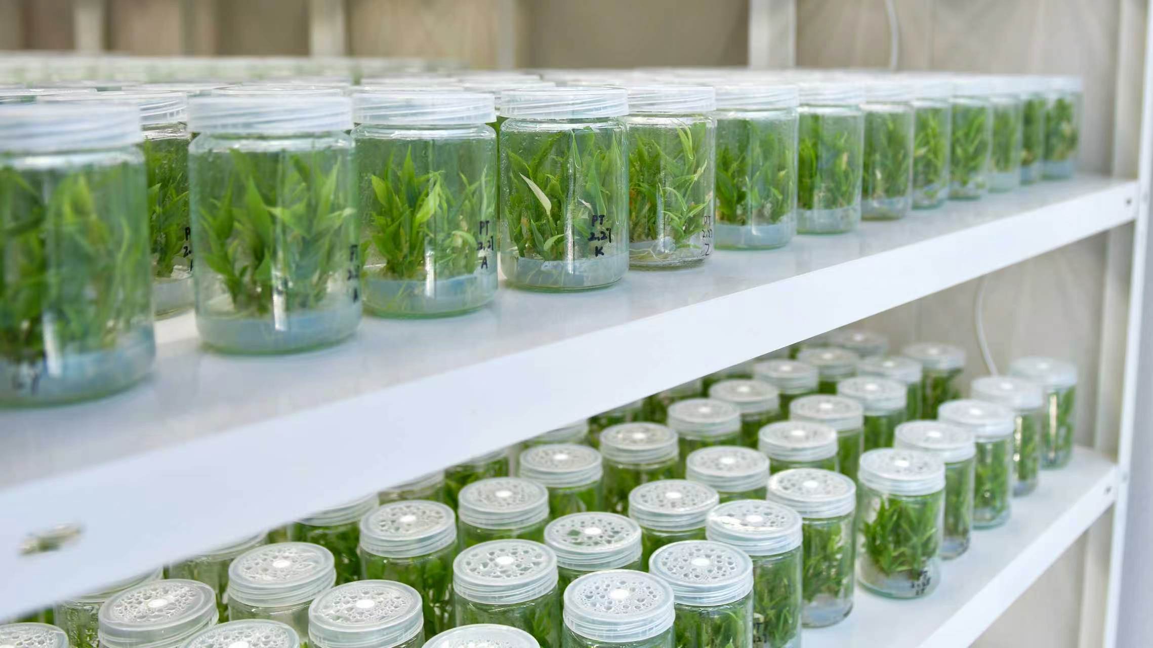安丘农业现代化实践_绿色农产品公司_潍坊安丘蔬菜出口