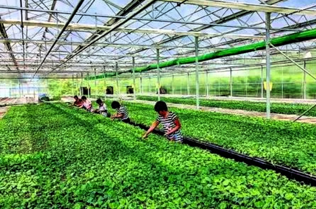 中国绿色发展成效观察_绿色农产品公司_绿色产业转型政策分析