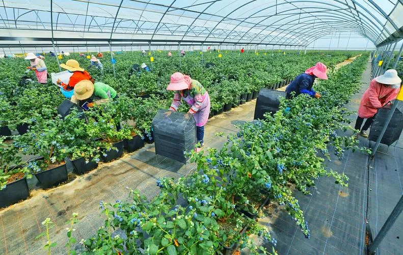 农产品冷链物流典型案例拆解 实用运营实操经验深度分析参考